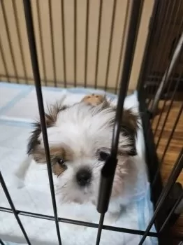 M.H 様のお迎えした子犬