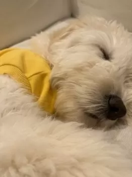 sunkun 様のお迎えした子犬