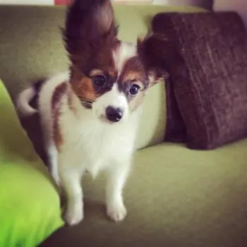 K.K 様のお迎えした子犬