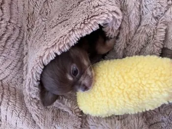 A 様のお迎えした子犬