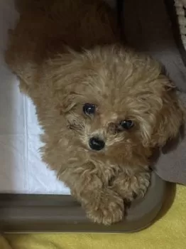 S.F 様のお迎えした子犬