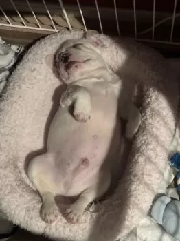 おもち 様のお迎えした子犬