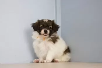 ジョリボミ 様のお迎えした子犬