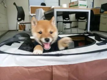 とし 様のお迎えした子犬