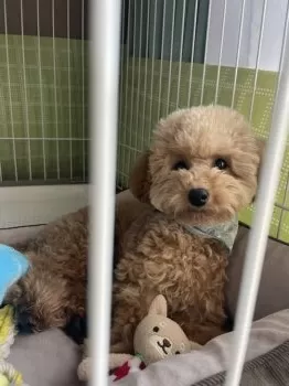 R.S 様のお迎えした子犬