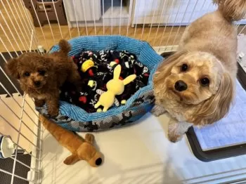 幸 様のお迎えした子犬