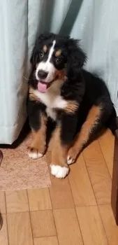 オハナfamily 様のお迎えした子犬