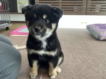 M.U 様のお迎えした子犬