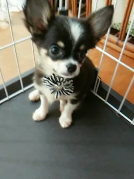 Jr. 様のお迎えした子犬