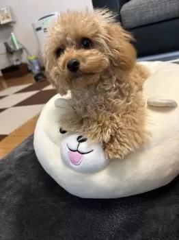 M.U 様のお迎えした子犬