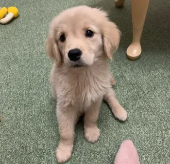 K.S 様のお迎えした子犬