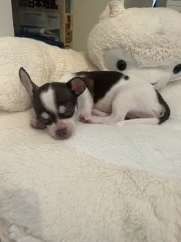C.N 様のお迎えした子犬