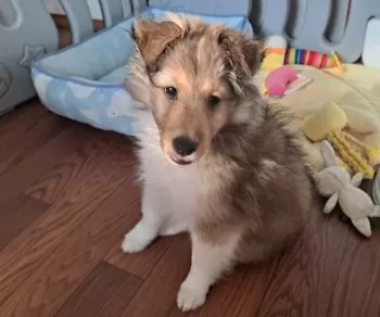 T.I 様のお迎えした子犬