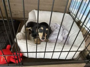 yukari 様のお迎えした子犬