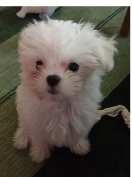 K.I 様のお迎えした子犬