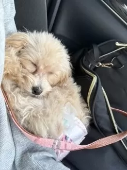 Balitis 様のお迎えした子犬