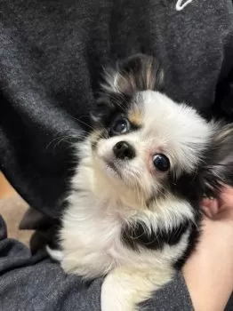 K.U 様のお迎えした子犬