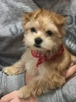 N.S 様のお迎えした子犬