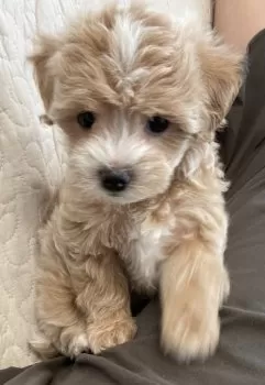 もも 様のお迎えした子犬