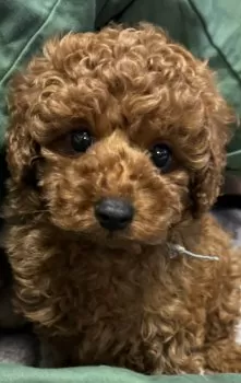 Y.K 様のお迎えした子犬