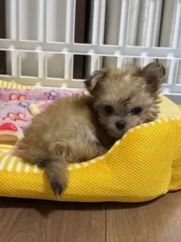 R.M 様のお迎えした子犬