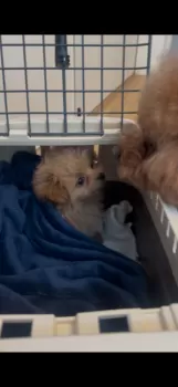 KaaZyy 様のお迎えした子犬