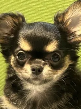 りーたん 様のお迎えした子犬