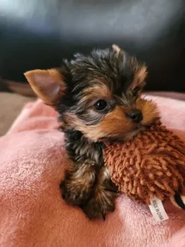 クルミ 様のお迎えした子犬