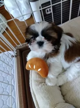 ノア 様のお迎えした子犬