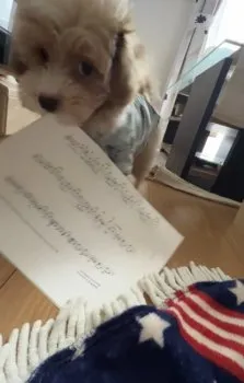 あかね 様のお迎えした子犬