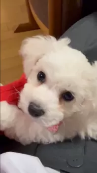 H.H 様のお迎えした子犬