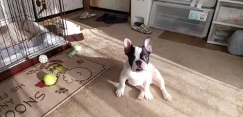W.S 様のお迎えした子犬