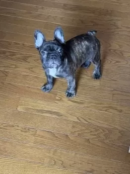 アビー母 様のお迎えした子犬