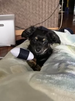 M.H 様のお迎えした子犬