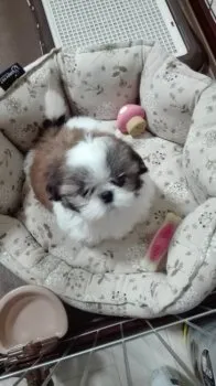 パヌ子 様のお迎えした子犬