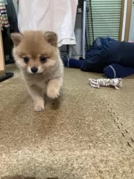 M.H 様のお迎えした子犬