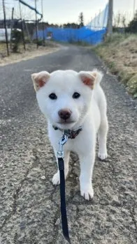 K.F 様のお迎えした子犬