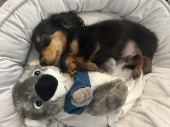 S.H 様のお迎えした子犬