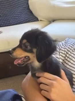 R.O 様のお迎えした子犬