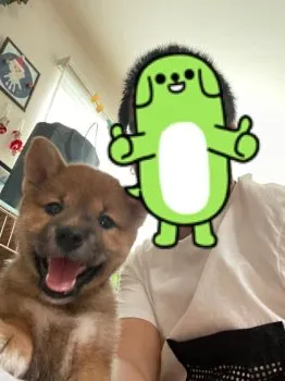 のの 様のお迎えした子犬
