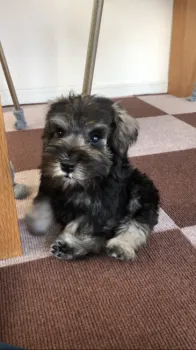 はまきち 様のお迎えした子犬