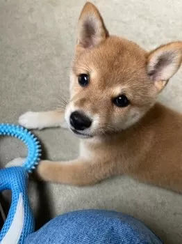 M.M 様のお迎えした子犬