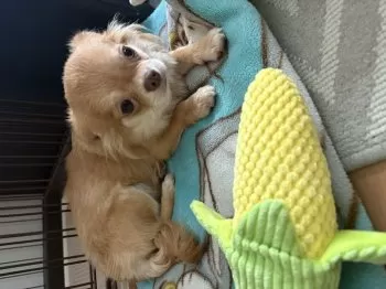 M 様のお迎えした子犬