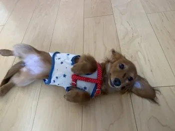 M.O 様のお迎えした子犬