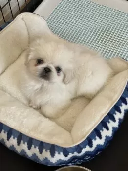 H.K 様のお迎えした子犬