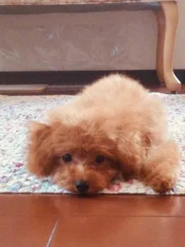 H・K 様のお迎えした子犬