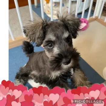 N.A 様のお迎えした子犬