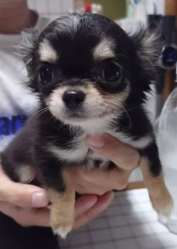 K.H 様のお迎えした子犬