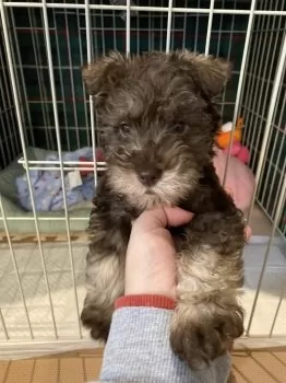 ジェシカ 様のお迎えした子犬