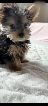 N.S 様のお迎えした子犬